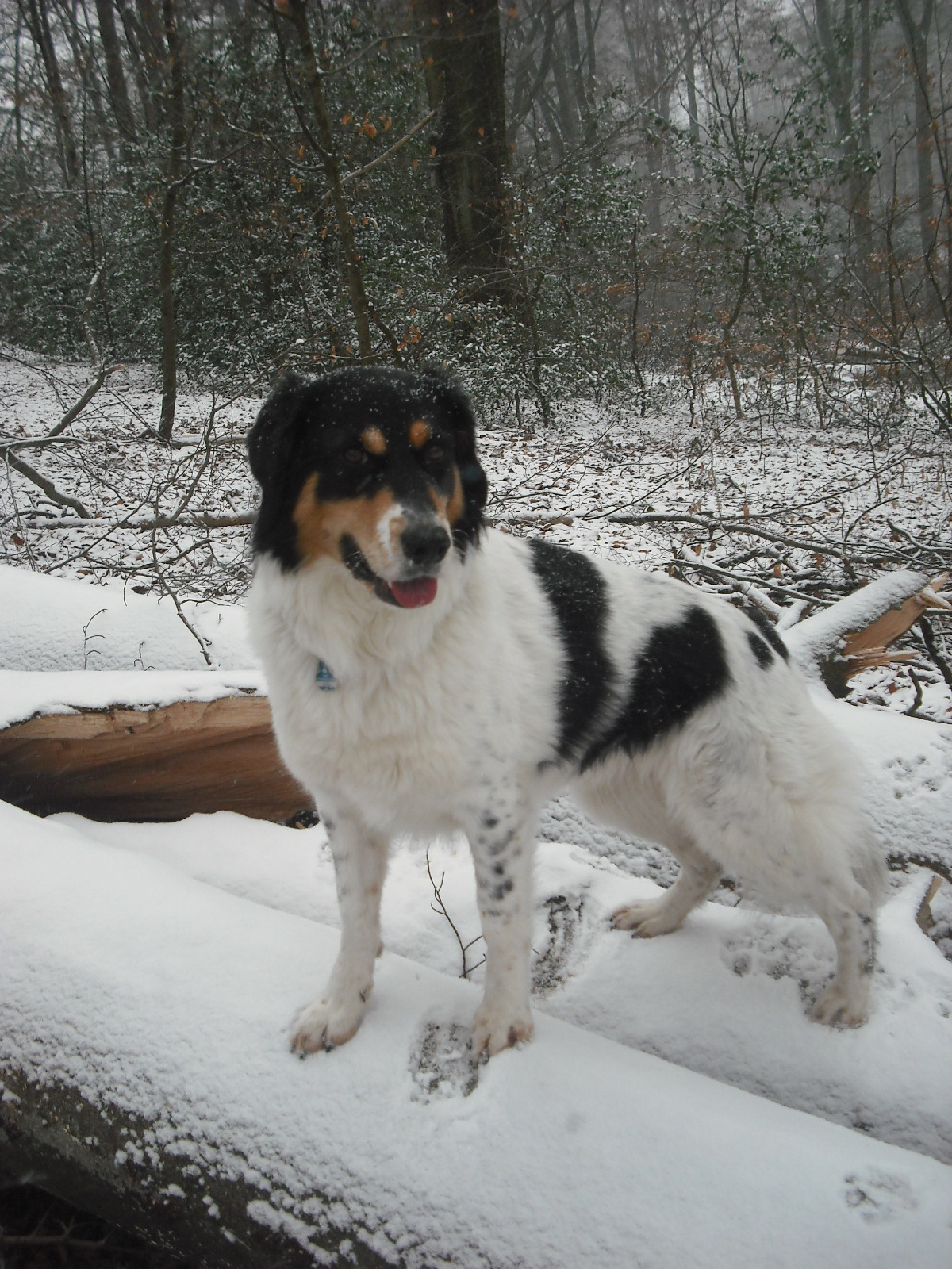 Mona (Border Collie, Deutscher Schäferhund, Labrador, Münsterländer) Border Collie Deutscher Schäferhund Labrador Münsterländer 